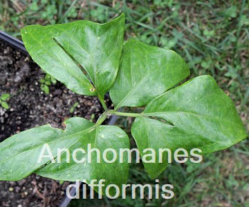 Anchomanes difformis