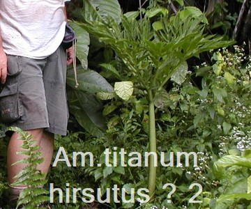 Am. titanum hirsutus ?