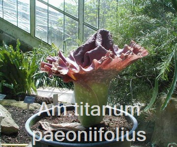 Am. titanum paeoniifolius