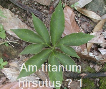 Am. titanum hirsutus ?