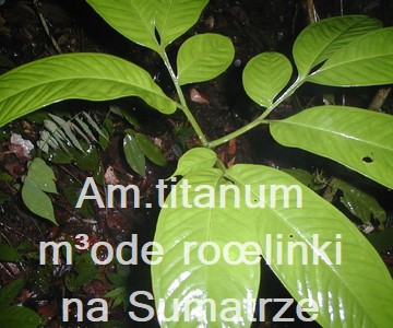 Am. titanum siewki