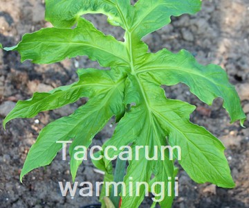 Taccarum warmingii