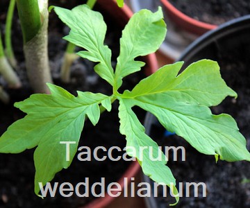 Taccarum weddelianum