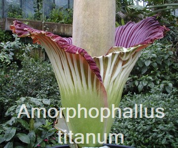 Amorphophallus titanum