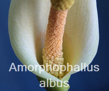 Amorphophallus albus