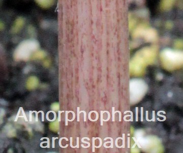 Amorphophallus arcuspadix