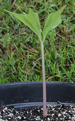 Amorphophallus arcuspadix 16-05-2013