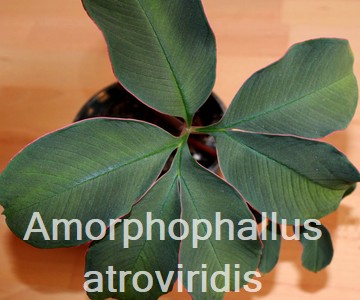 Amorphophallus atroviridis