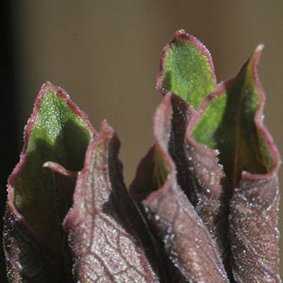 Amorphophallus atroviridis 17-09-2011