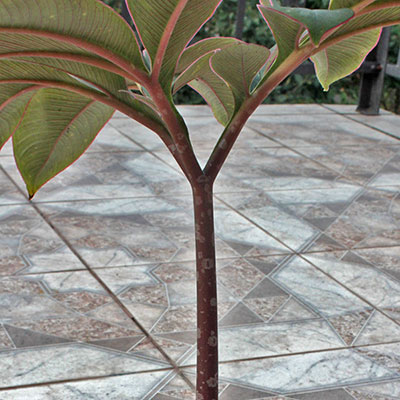 Amorphophallus atroviridis 19-09-2012