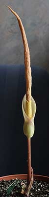 Amorphophallus atroviridis 14-09-2013