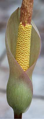 Amorphophallus atroviridis 14-09-2013