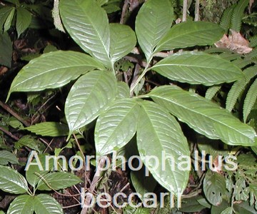 Amorphophallus beccarii