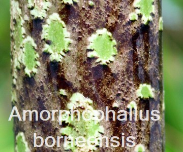 Amorphophallus borneensis