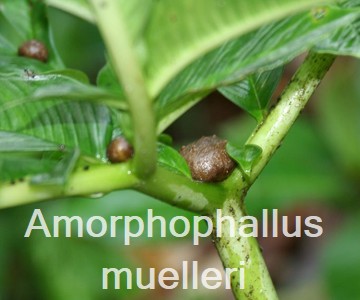 Amorphophallus muelleri