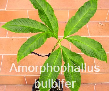 Amorphophallus bulbifer