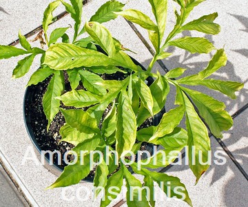 Amorphophallus consimilis