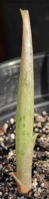 Amorphophallus consimilis 09-05-2013