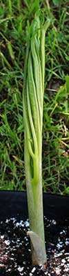 Amorphophallus consimilis 17-05-2013