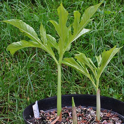 Amorphophallus consimilis 30-05-2013