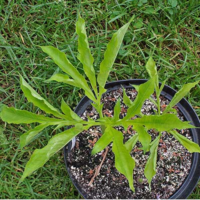 Amorphophallus consimilis 30-05-2013