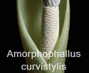 Amorphophallus curvistylis