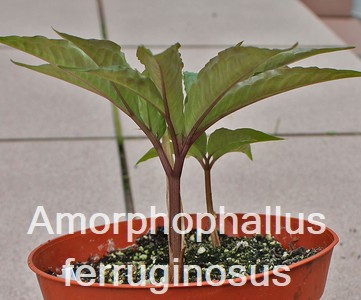 Amorphophallus ferruginosus