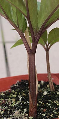 Amorphophallus ferruginosus 30-05-2013