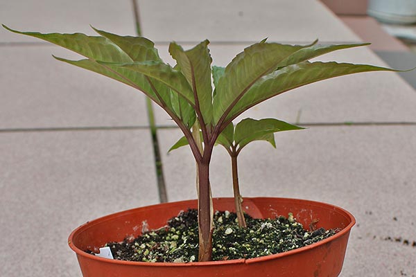 Amorphophallus ferruginosus 30-05-2013