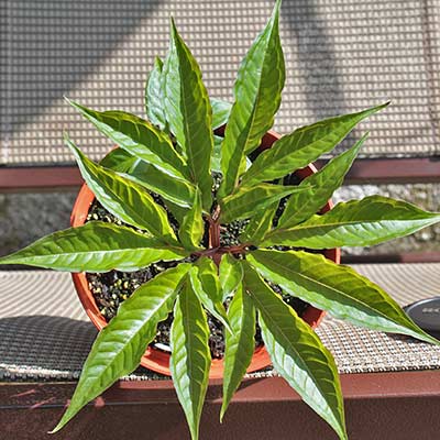 Amorphophallus ferruginosus 07-06-2013