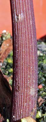 Amorphophallus ferruginosus 07-06-2013