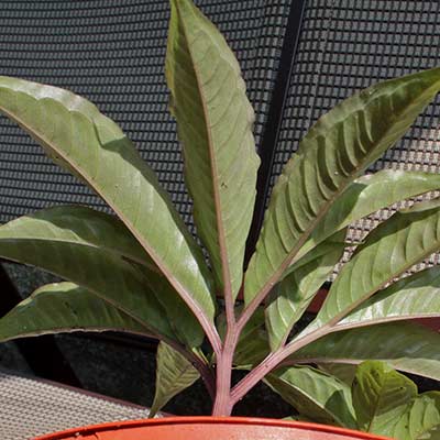 Amorphophallus ferruginosus 07-06-2013