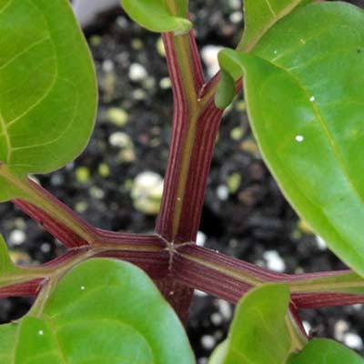 Amorphophallus ferruginosus