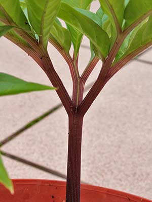 Amorphophallus ferruginosus 18-06-2013