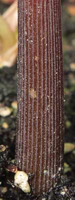 Amorphophallus ferruginosus 27-07-2013