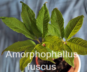 Amorphophallus fuscus