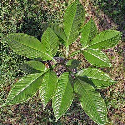 Amorphophallus fuscus 16-08-2013