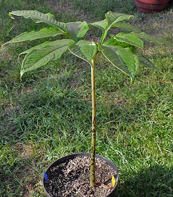 Amorphophallus fuscus 16-08-2013