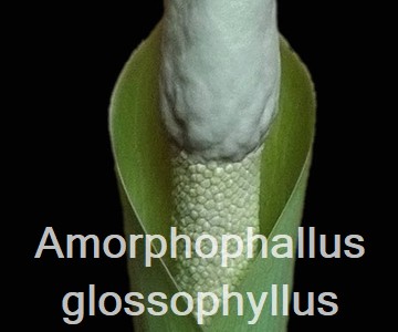 Amorphophallus glossophyllus