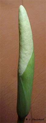 Amorphophallus glossophyllus 23-12-2013 ( Christian Thaldorf)