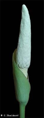 Amorphophallus glossophyllus 29-12-2013 ( Christian Thaldorf)