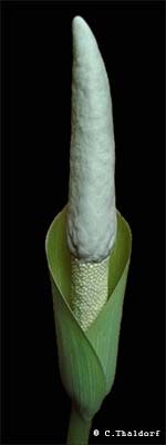 Amorphophallus glossophyllus 29-12-2013 ( Christian Thaldorf)