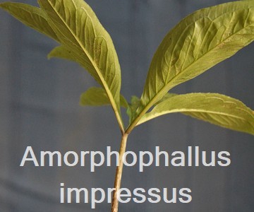 Amorphophallus impressus