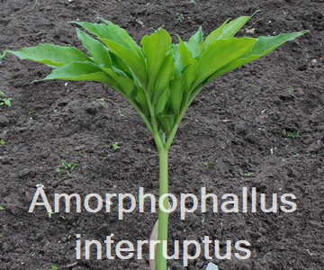 Amorphophallus interruptus