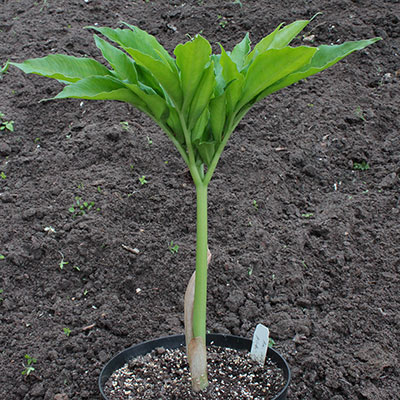 Amorphophallus interruptus