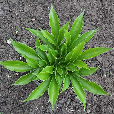 Amorphophallus interruptus