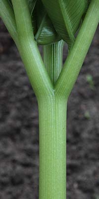 Amorphophallus interruptus