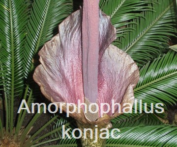 Amorphophallus konjac