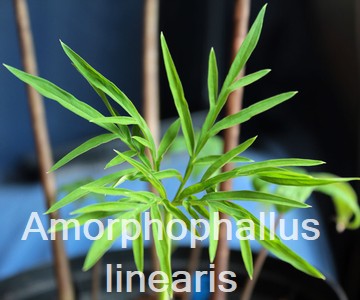 Amorphophallus linearis