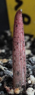 Amorphophallus